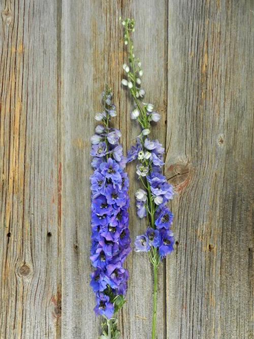 HYBRID  DARK BLUE DELPHINIUM